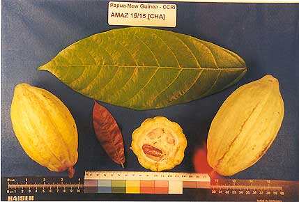 Leaves and pods.