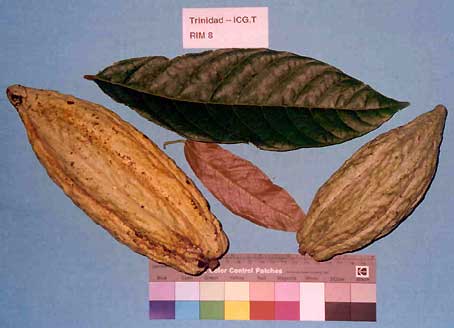 Leaves and pods.