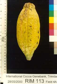 Mature pod.