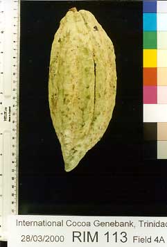 Immature pod.