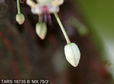 Flowerbud on tree. (Accession: TARS 16735 B).