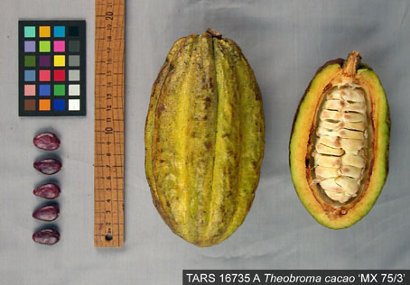 Pods and seeds. (Accession: TARS 16735 A).