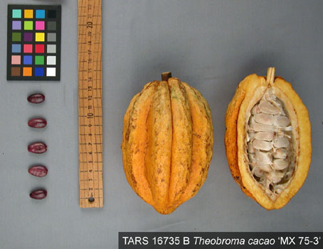 Pods and seeds. (Accession: TARS 16735 B).