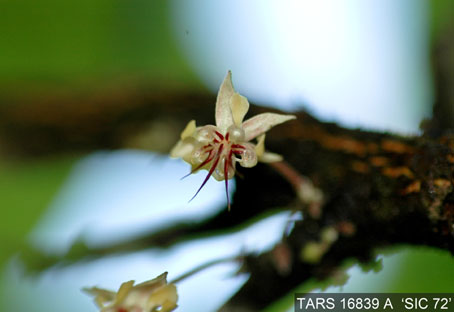 Flower on tree. (Accession: TARS 16839 A).