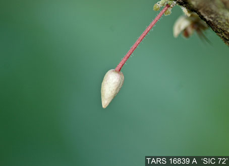 Flowerbud on tree. (Accession: TARS 16839 A).