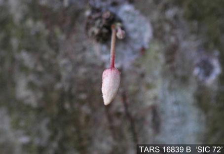 Flowerbud on tree. (Accession: TARS 16839 B).
