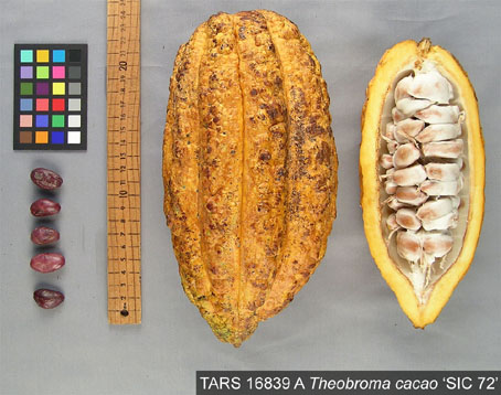 Pods and seeds. (Accession: TARS 16839 A).