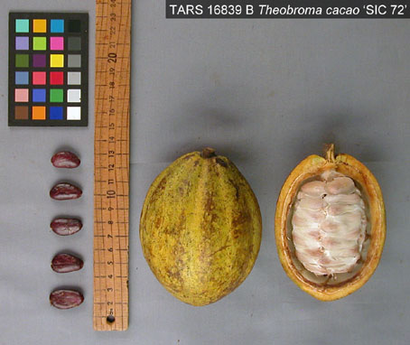 Pods and seeds. (Accession: TARS 16839 B).