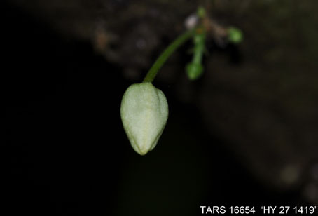 Flowerbud on tree. (Accession: TARS 16654).