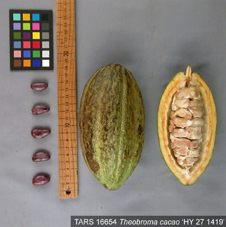 Pods and seeds. (Accession: TARS 16654).