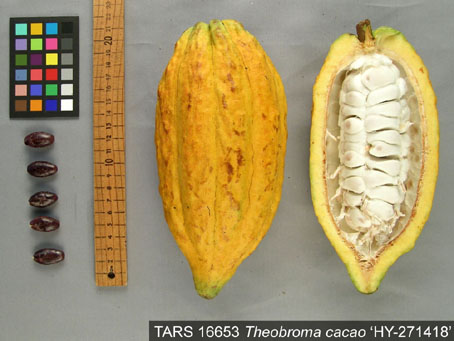 Pods and seeds. (Accession: TARS 16653).