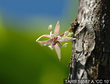 Flower on tree. (Accession: TARS 16587 A).