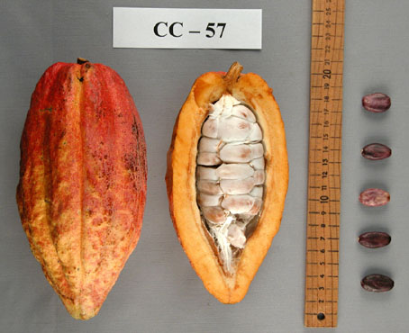 Pods and seeds. (Accession: TARS 16599).