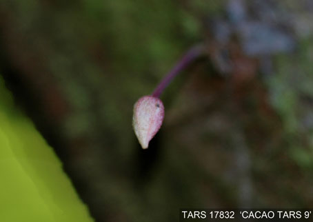 Flowerbud on tree. (Accession: TARS 17832).