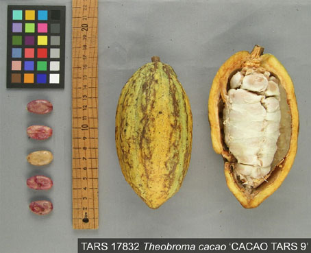 Pods and seeds. (Accession: TARS 17832).