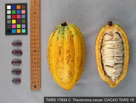 Pods and seeds. (Accession: TARS 17834 C).