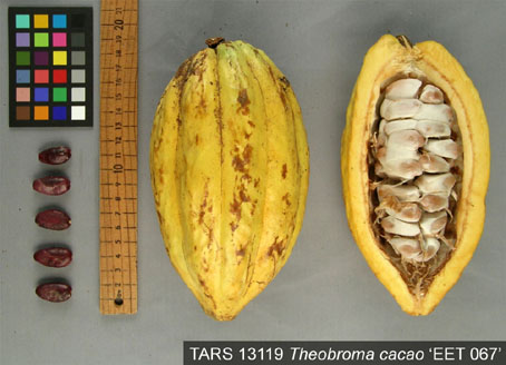 Pods and seeds. (Accession: TARS 13119).