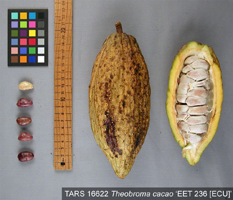 Pods and seeds. (Accession: TARS 16622).