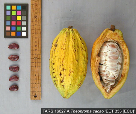Pods and seeds. (Accession: TARS 16627 A).