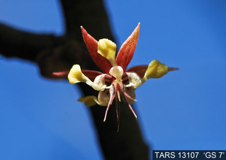 Flower on tree. (Accession: TARS 13107).