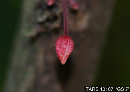 Flowerbud on tree. (Accession: TARS 13107).