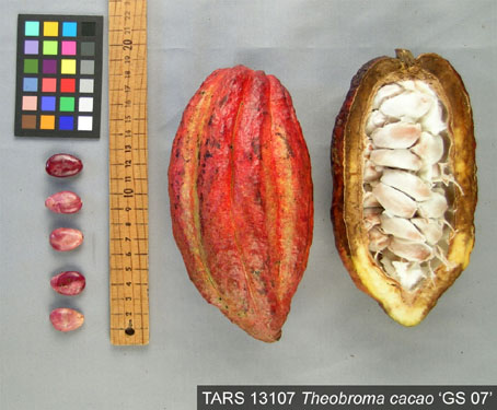 Pods and seeds. (Accession: TARS 13107).
