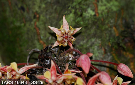 Flower on tree. (Accession: TARS 16648).