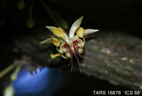 Flower on tree. (Accession: TARS 16676).