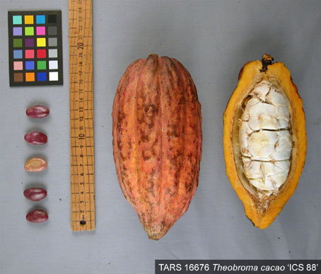 Pods and seeds. (Accession: TARS 16676).