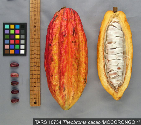 Pods and seeds. (Accession: TARS 16734).