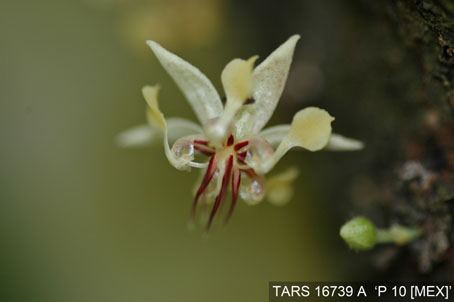 Flower on tree. (Accession: TARS 16739 A).