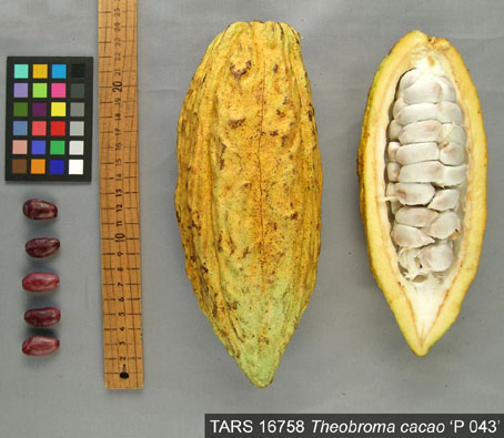 Pods and seeds. (Accession: TARS 16758).