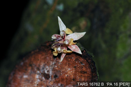 Flower on tree. (Accession: TARS 16762 B).