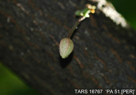 Flowerbud on tree. (Accession: TARS 16767).