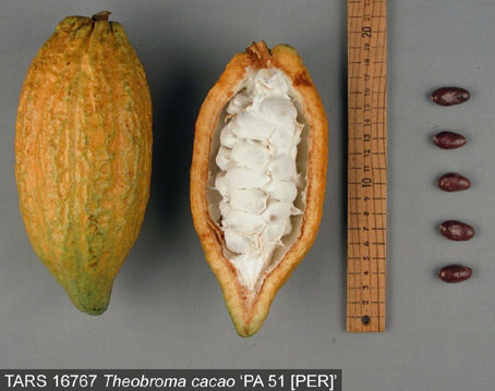 Pods and seeds. (Accession: TARS 16767).