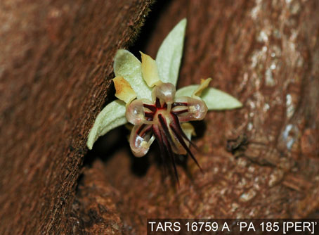 Flower on tree. (Accession: TARS 16759 A).
