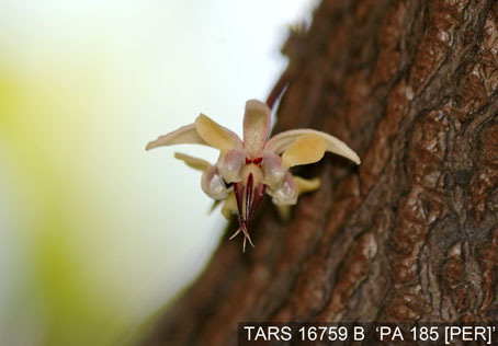 Flower on tree. (Accession: TARS 16759 B).
