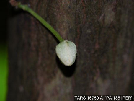 Flowerbud on tree. (Accession: TARS 16759 A).