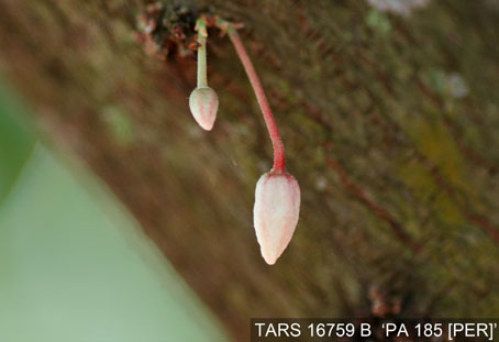 Flowerbud on tree. (Accession: TARS 16759 B).