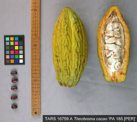 Pods and seeds. (Accession: TARS 16759 A).
