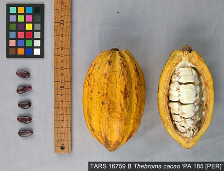Pods and seeds. (Accession: TARS 16759 B).