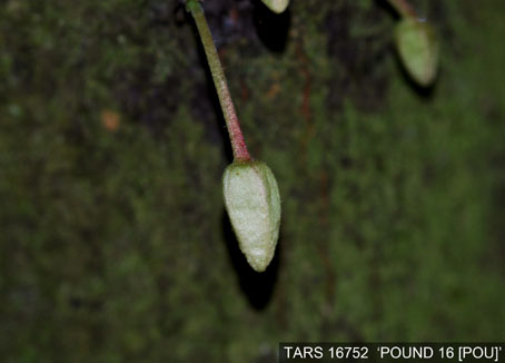 Flowerbud on tree. (Accession: TARS 16752).
