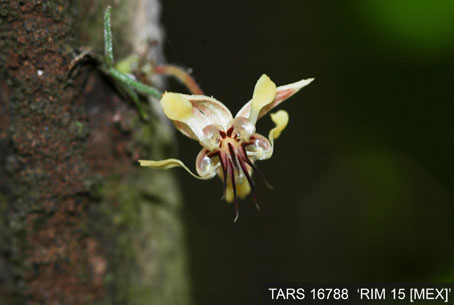 Flower on tree. (Accession: TARS 16788).