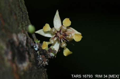 Flower on tree. (Accession: TARS 16793).