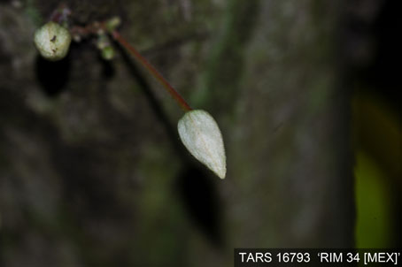 Flowerbud on tree. (Accession: TARS 16793).