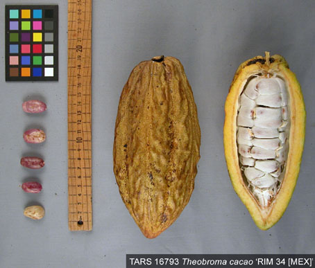 Pods and seeds. (Accession: TARS 16793).
