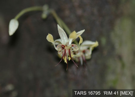 Flower on tree. (Accession: TARS 16795).