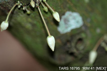 Flowerbud on tree. (Accession: TARS 16795).