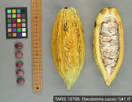 Pods and seeds. (Accession: TARS 16795).