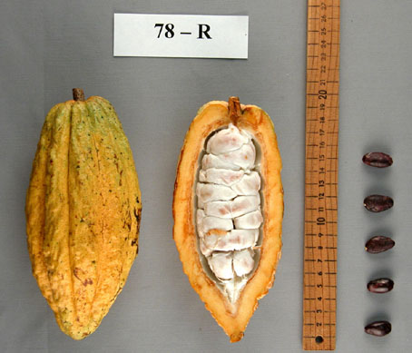Pods and seeds. (Accession: TARS 17828).